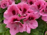 Pelargonia angielska GRANDIFLORUM Aristo Pink sadzonki