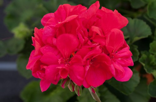 Pelargonium_selMoonlinght_Lucky.jpg