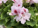 Pelargonia angielska GRANDIFLORUM Elegance Francis duża wisząca donica P25