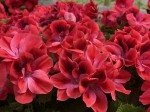 Pelargonia angielska GRANDIFLORUM Aristo Claret duża wisząca donica P25