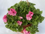 Pelargonia angielska GRANDIFLORUM Aristo Pink duża wisząca donica P25