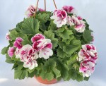 Pelargonia angielska GRANDIFLORUM Elegance Bravo duża donica wisząca P25