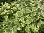 Kocanka włochata ogrodowa dwubarwna Helichrysum Rondello sadzonka 