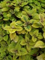 Plectranthus_Sasha_i_720x.jpg
