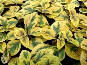 Plektrantus koleusowaty Nico Gold (Plectranthus forsteri Nico Gold) sadzonki 