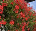 IMG_2628 2a.jpg