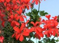 1200px-Pelargonium_peltatum_hort._a1.jpg
