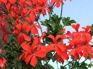 Pelargonia bluszczolistna zwisająca czerwona (Pelargonium Peltatum Decora Red) 