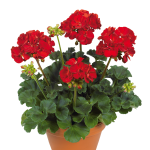 Pelargonia rabatowa czerwona (Pelargonium Zonale Victor) sadzonki
