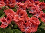 Pelargonia angielska GRANDIFLORUM Aristo Orange sadzonki 
