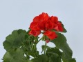 IMG_3945.jpg