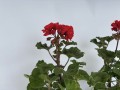 IMG_4013.jpg