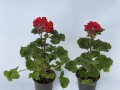IMG_4015.jpg
