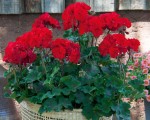 Pelargonia rabatowa kolor czerwony karminowy (Pelargonium Zonale  MoonLight® Tumbao)  