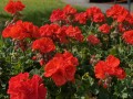 IMG_4906.jpg