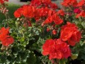 IMG_4911.jpg