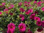 Million Bells Purple (Calibrachoa) kolor fioletowy