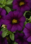 Million Bells Royal Blue '16 (Calibrachoa) kolor niebieski