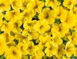 Million Bells True Yellow (Calibrachoa) kolor żółty