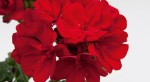 Pelargonia rabatowa kolor czerwony (Pelargonium Zonale  MoonLight® Denise) 