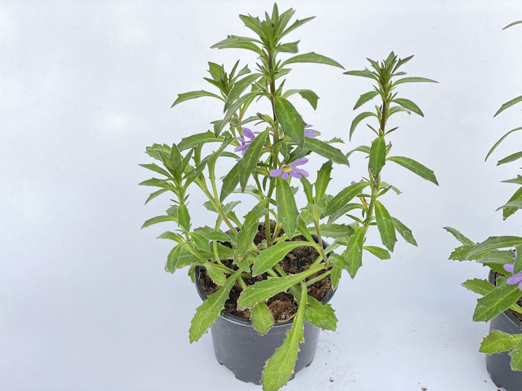 Scewola (Scaevola) niebieska, sadzonka