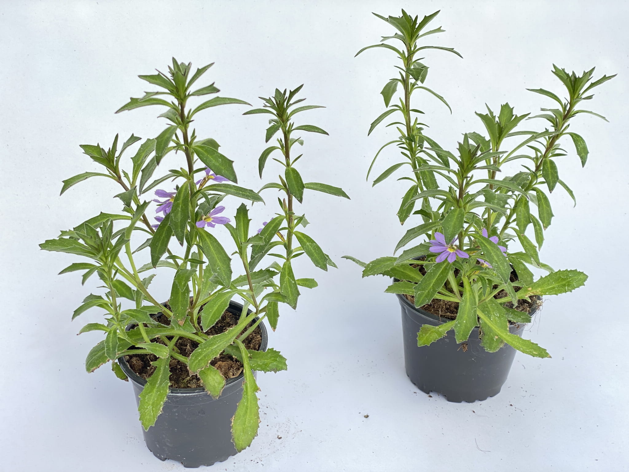 Scewola (Scaevola) niebieska, sadzonka