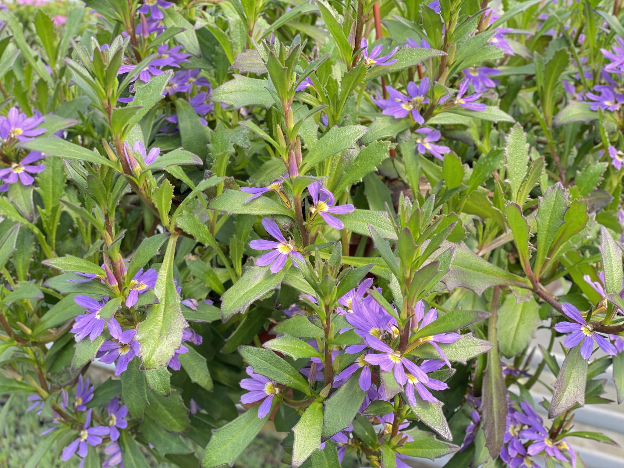 Scewola (Scaevola) niebieska, sadzonka