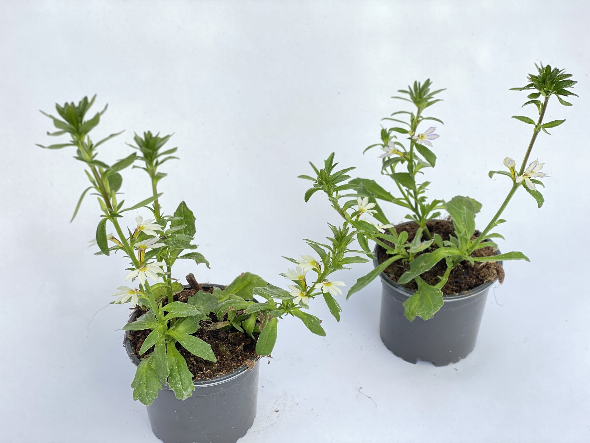 Scewola (Scaevola) biała, sadzonka