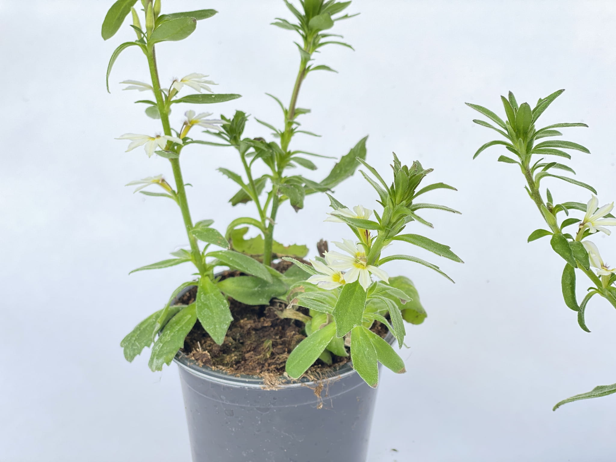 Scewola (Scaevola) biała, sadzonka