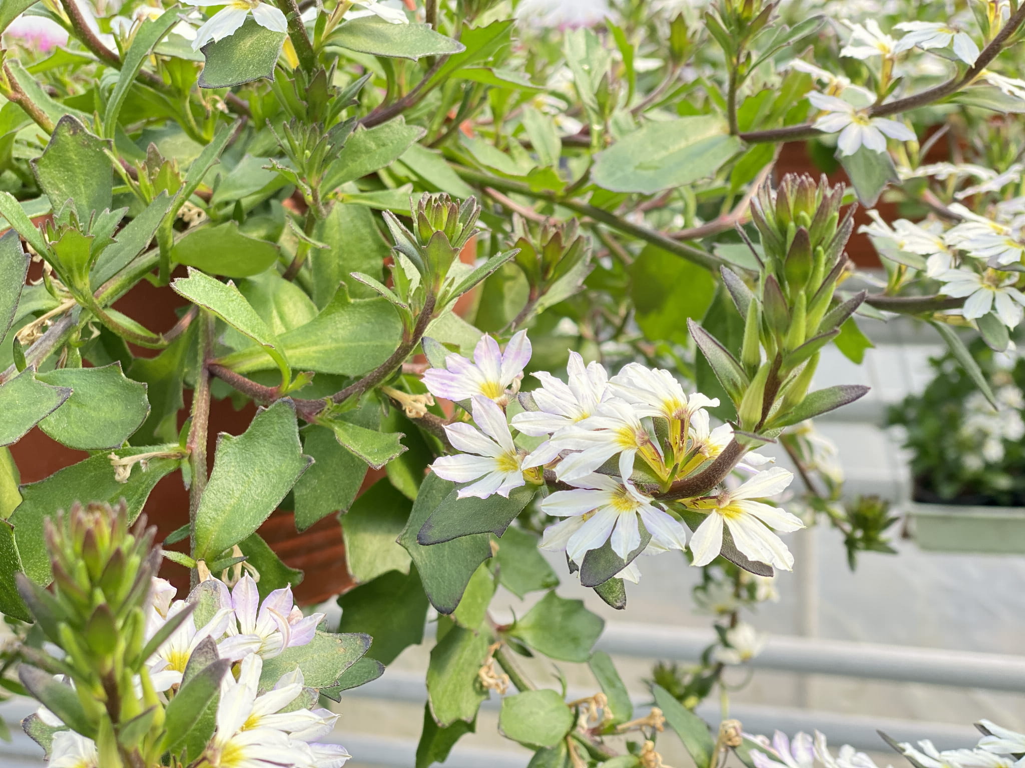 Scewola (Scaevola) biała, sadzonka