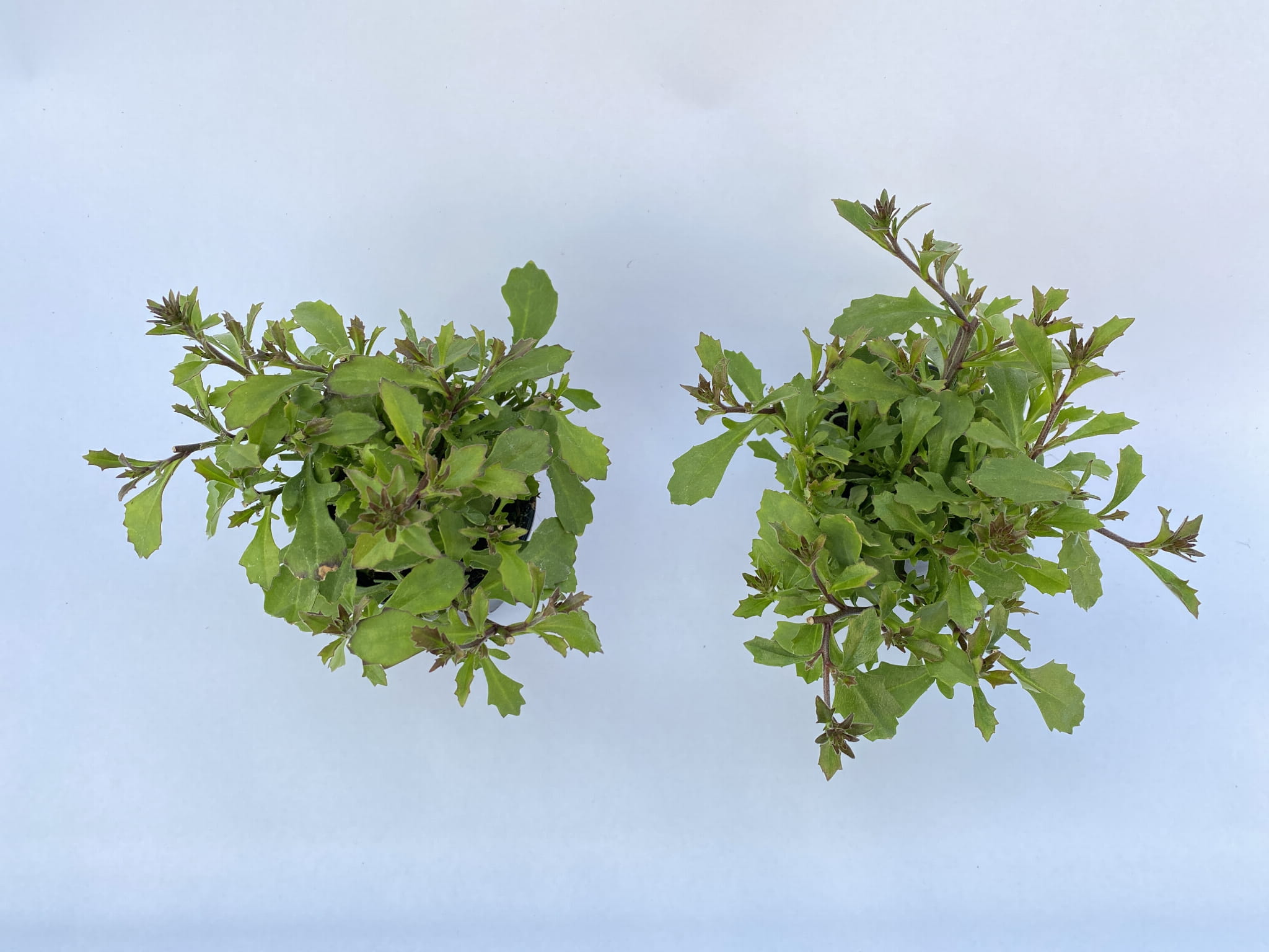 Scewola (Scaevola) różowa, sadzonka