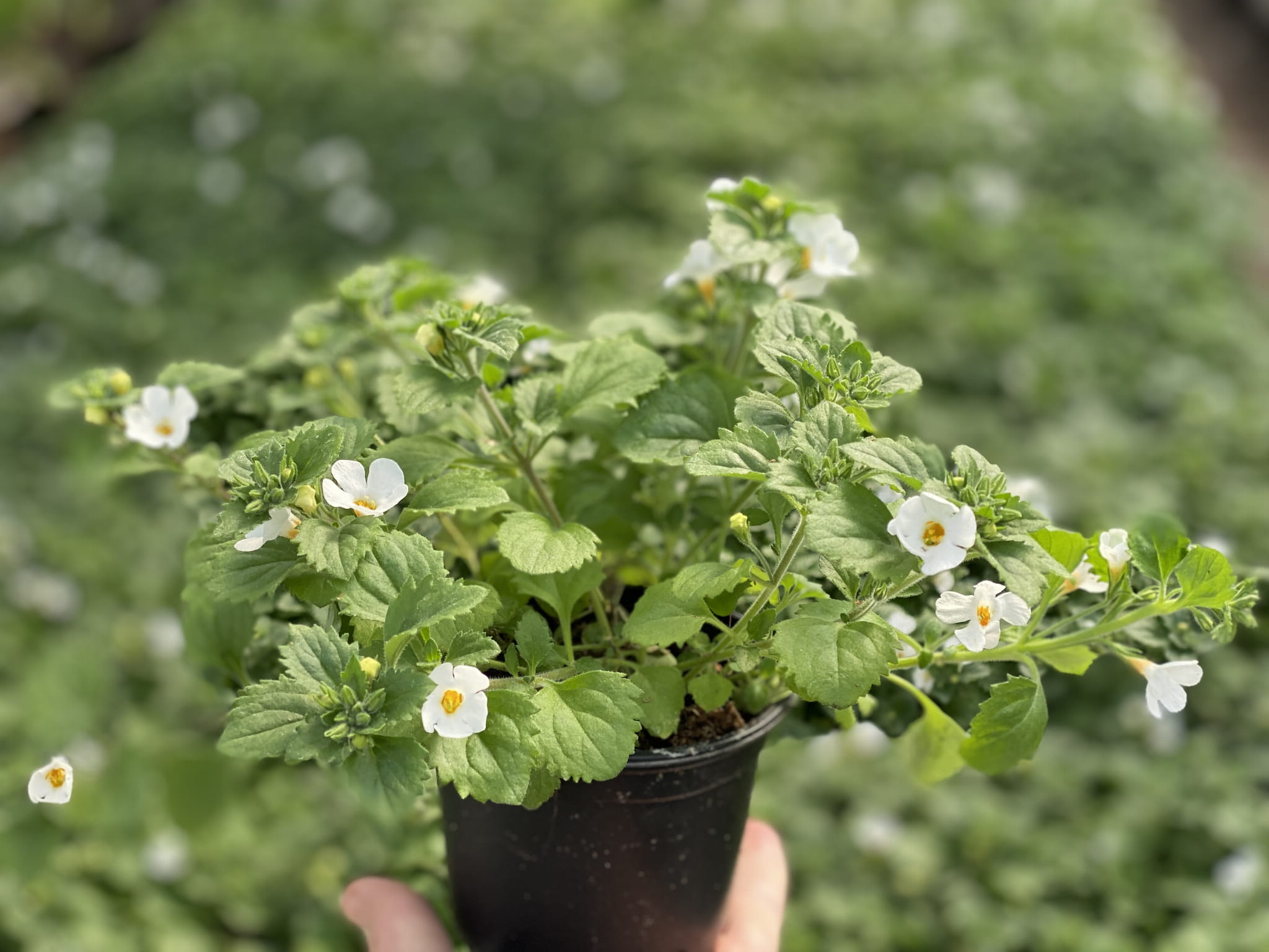 Bakopa Bacopa Sutera biała, sadzonka