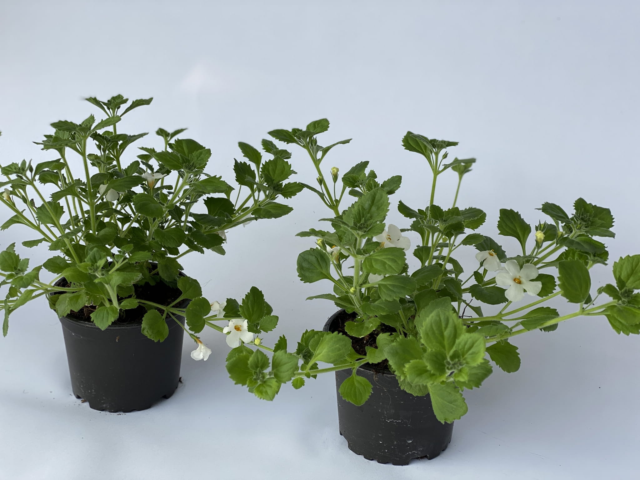 Bakopa Bacopa Sutera biała, sadzonka