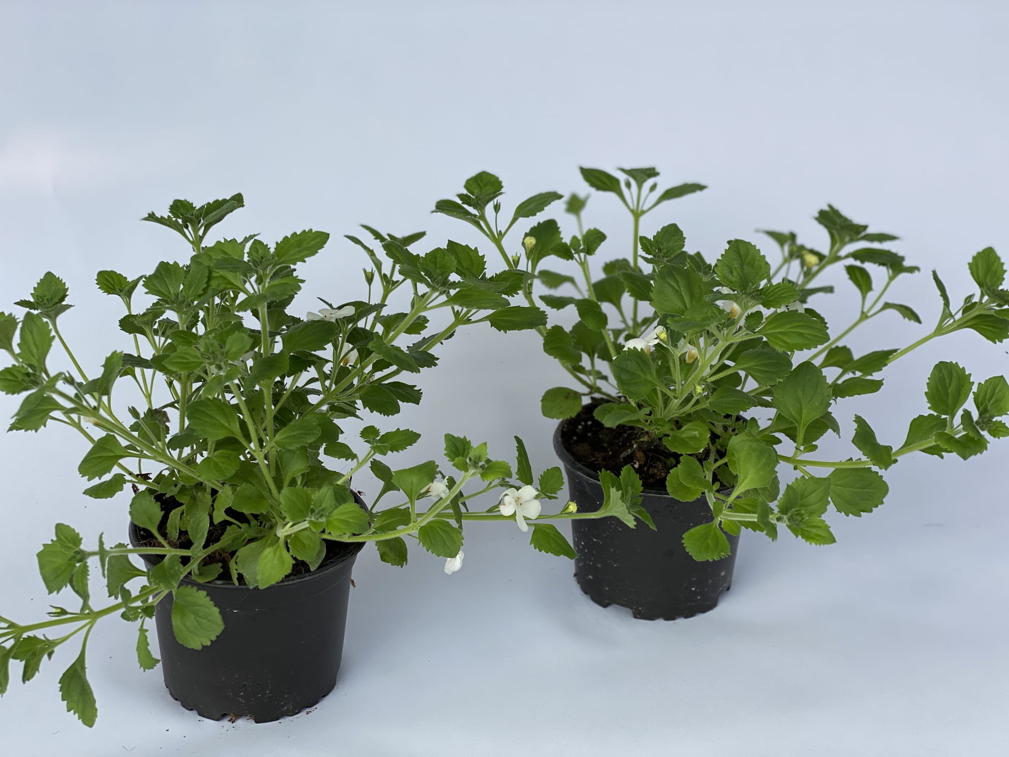 Bakopa Bacopa Sutera biała, sadzonka