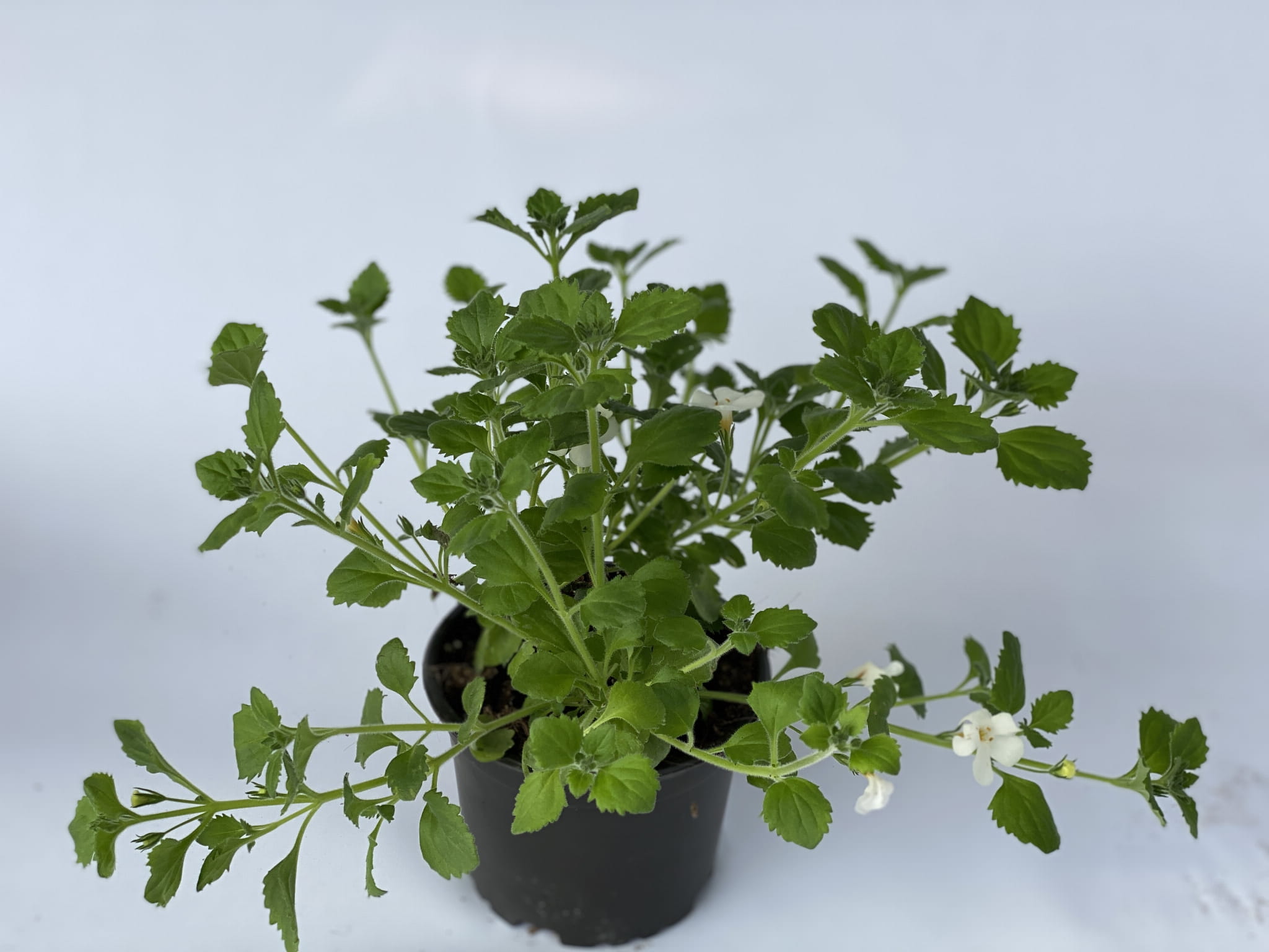 Bakopa Bacopa Sutera biała, sadzonka