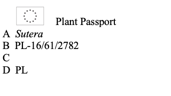 Bakopa Bacopa Sutera biała, sadzonka