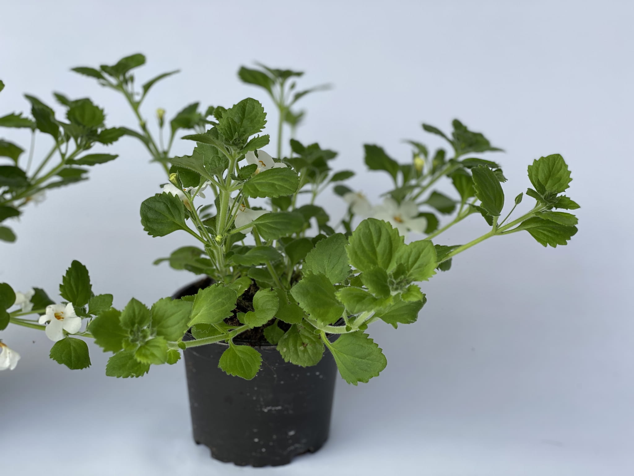 5x Bakopa Bacopa Sutera biała, sadzonki