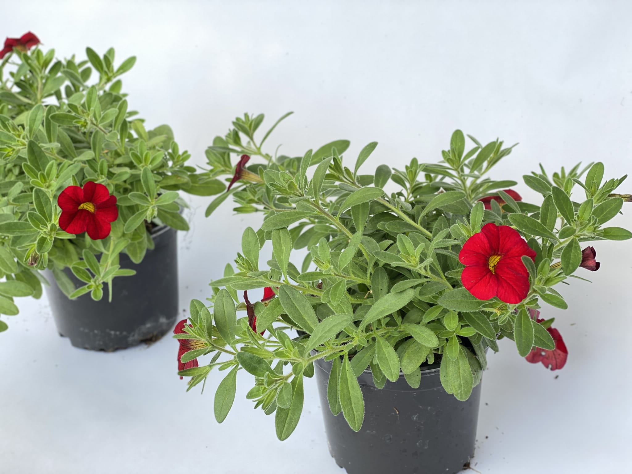 Million Bells Firestorm Calibrachoa kolor czerwony