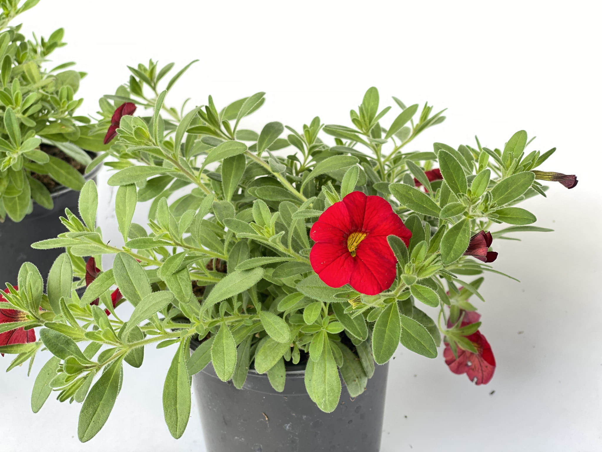 Million Bells Firestorm Calibrachoa kolor czerwony