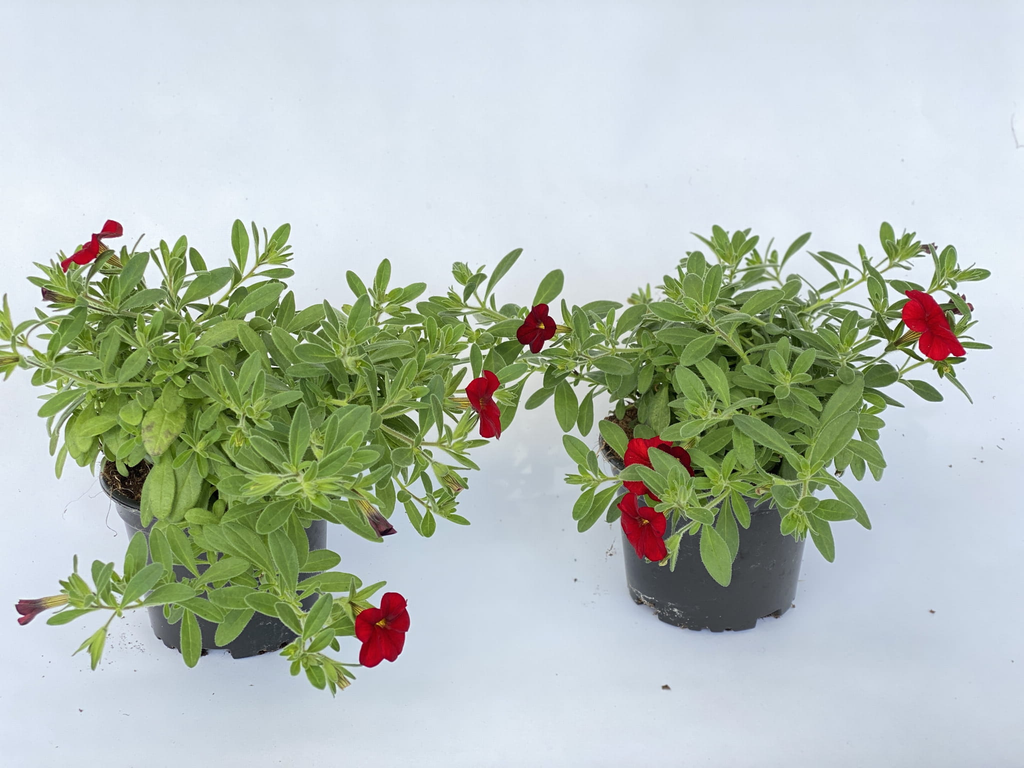 Million Bells Firestorm Calibrachoa kolor czerwony